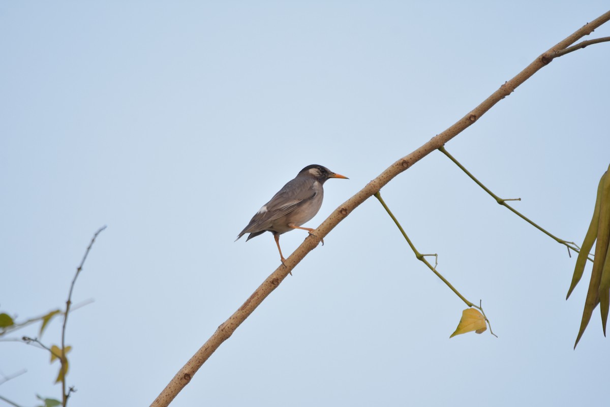 White-cheeked Starling - ML315015351
