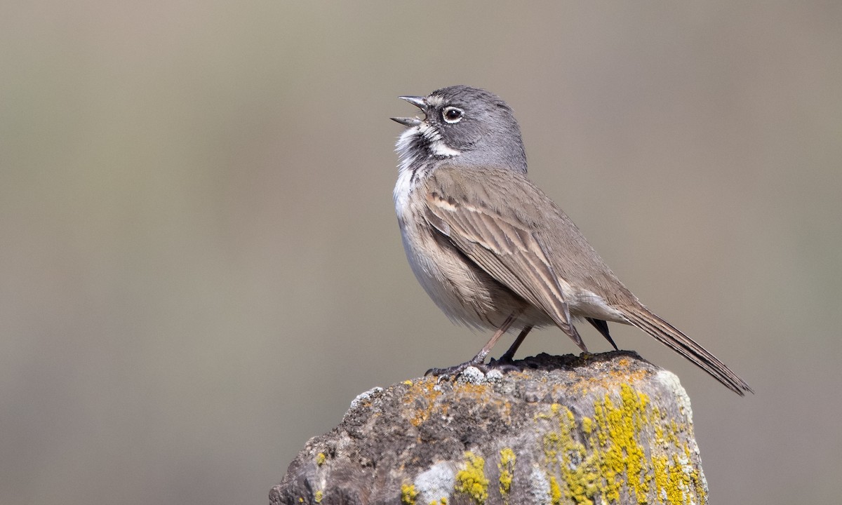 Bell's Sparrow (belli) - Paul Fenwick