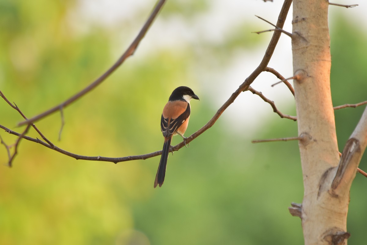 Long-tailed Shrike - ML315015921