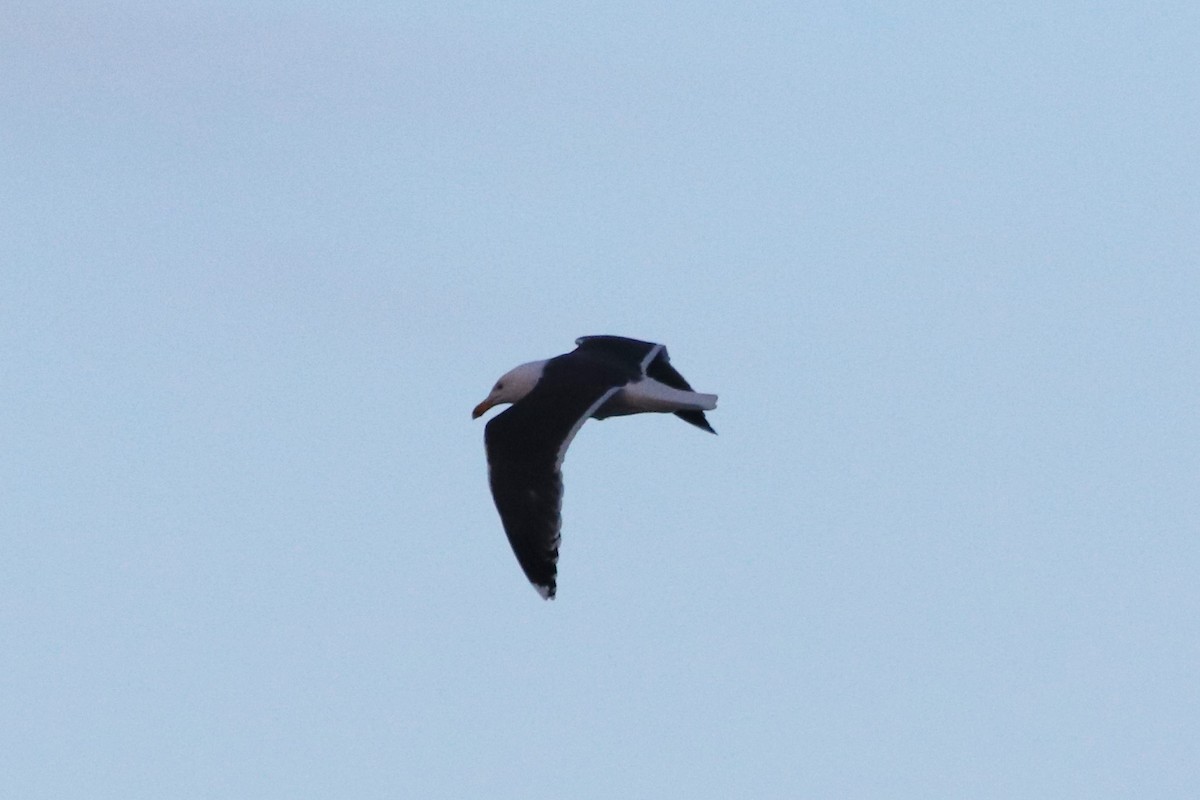 Great Black-backed Gull - ML315018471