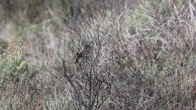 Bell's Sparrow (belli) - ML315018611