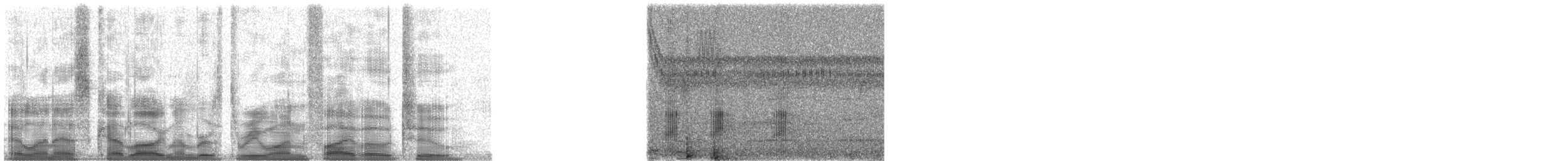 Black-tailed Tityra (Western) - ML31502