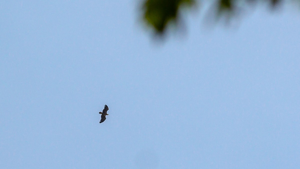 Bald Eagle - ML315020581