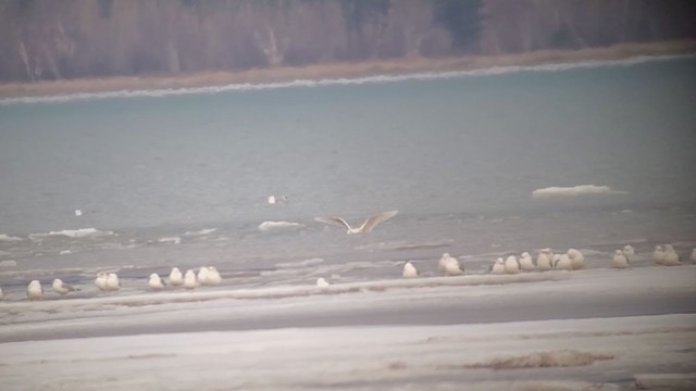 Glaucous Gull - ML315021161