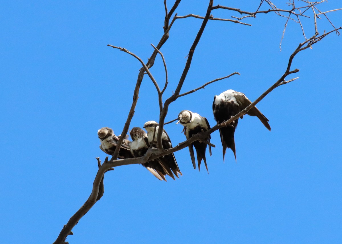 White-backed Swallow - ML315021401