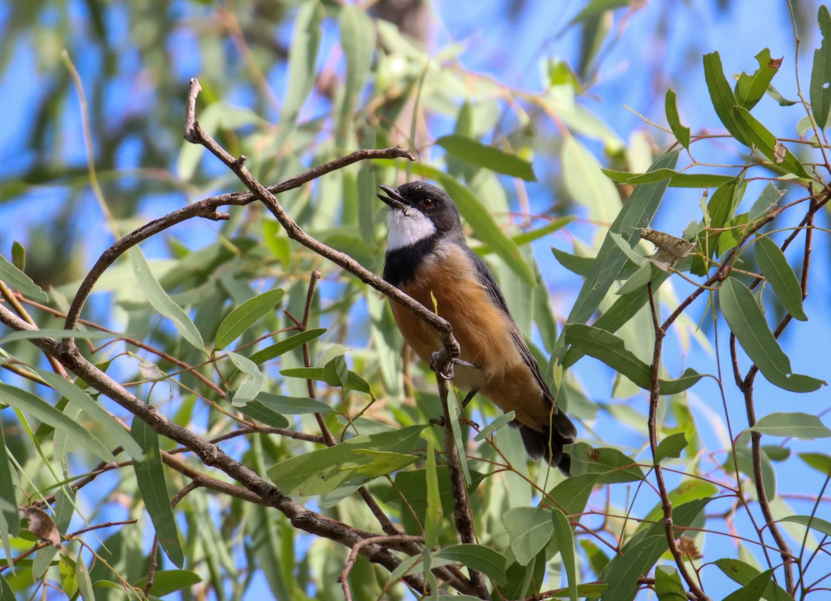 Rufous Whistler - ML315022001