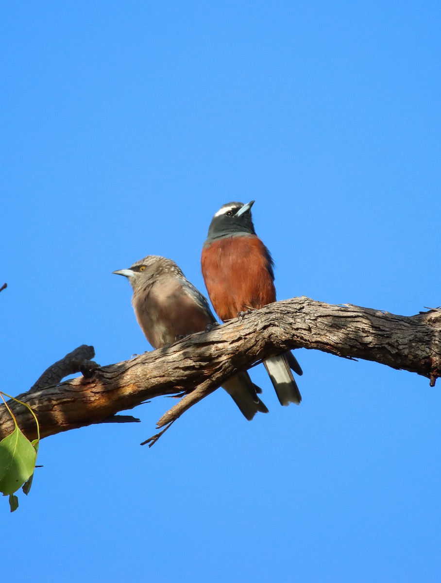 White-browed Woodswallow - ML315022021