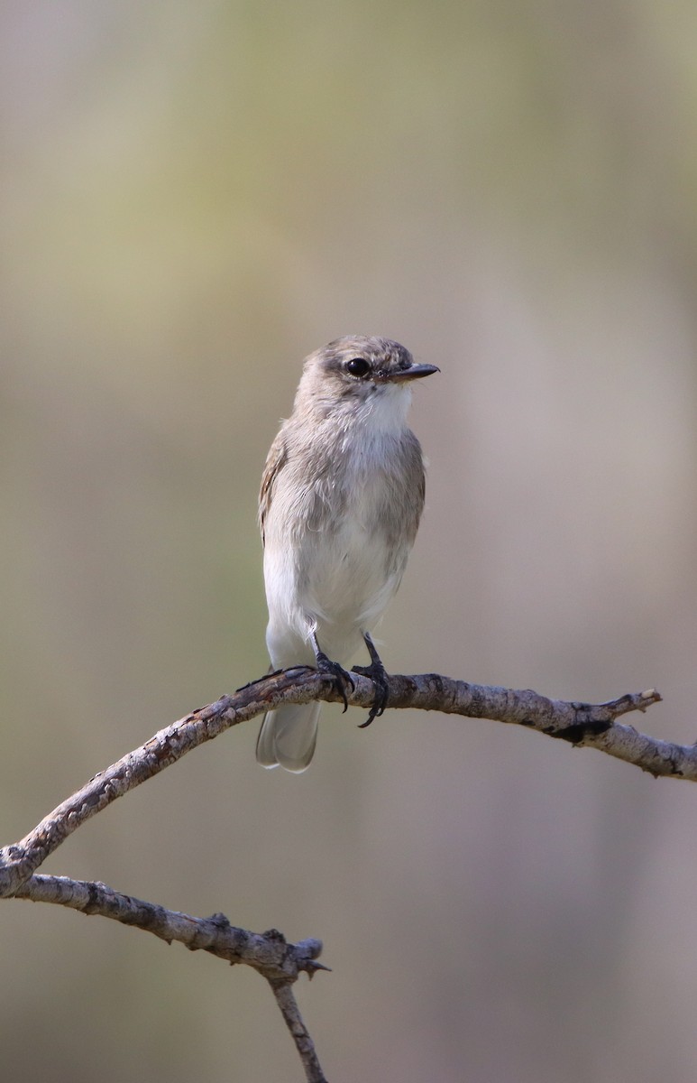 Jacky-winter - ML315022041