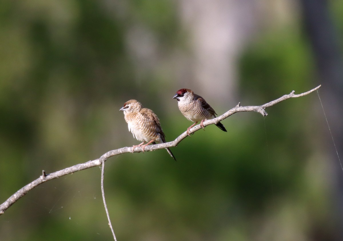 Plum-headed Finch - ML315022061