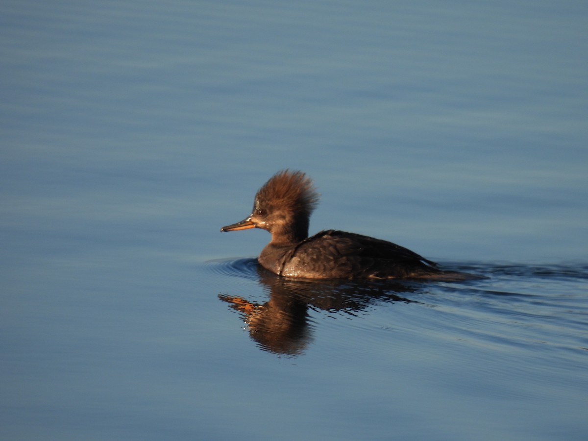 Hooded Merganser - ML315022591