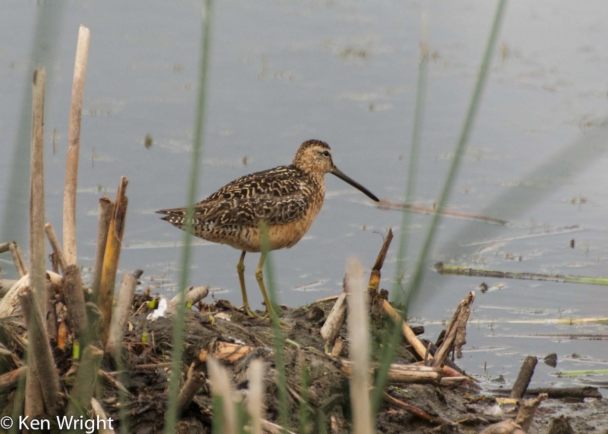 langnebbekkasinsnipe - ML31502321