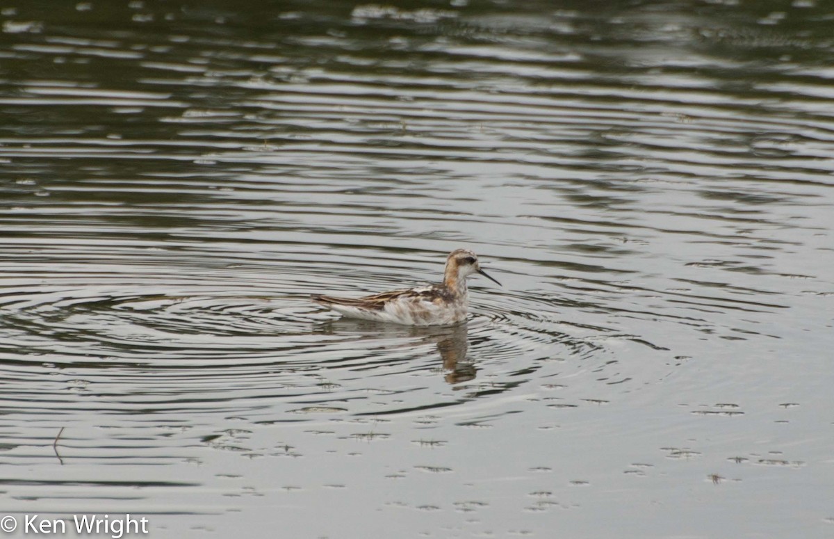 Phalarope à bec étroit - ML31502371