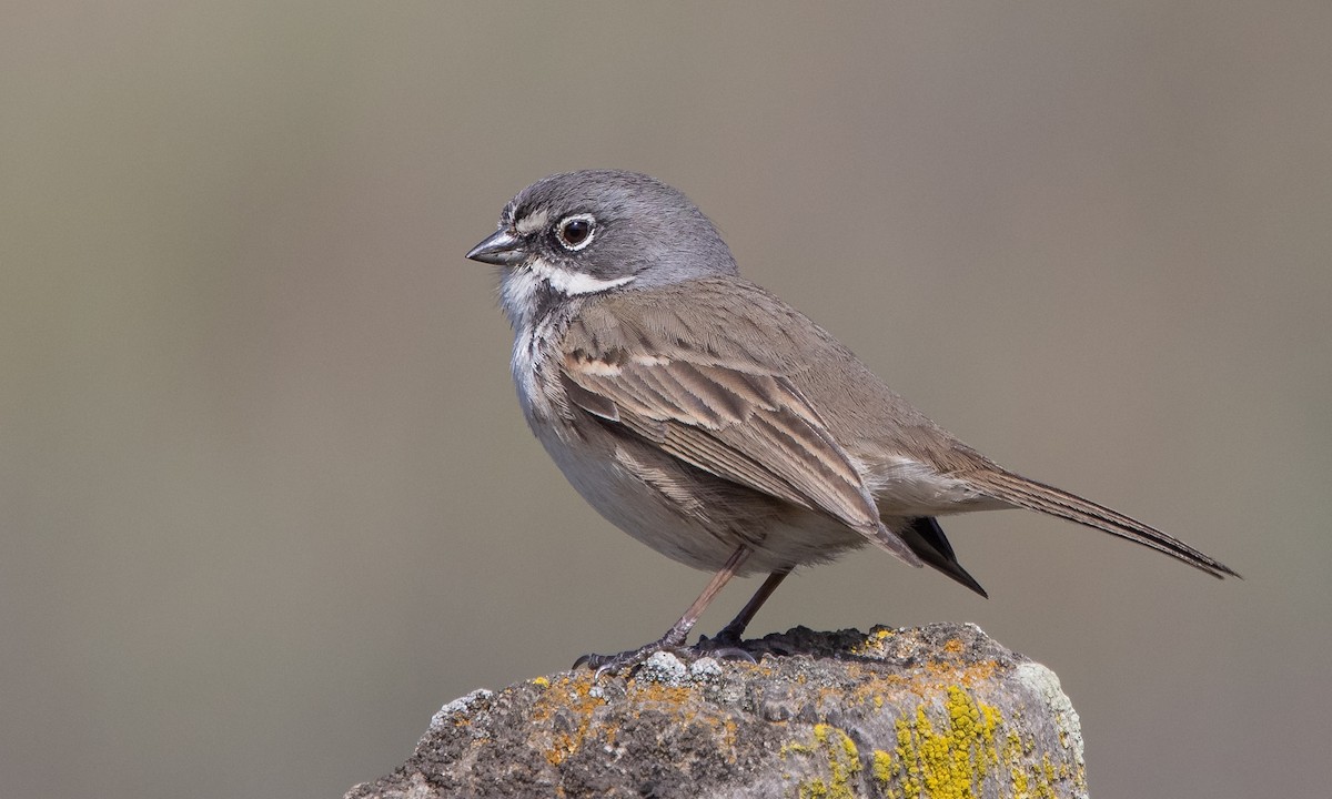 Bell's Sparrow (belli) - Paul Fenwick
