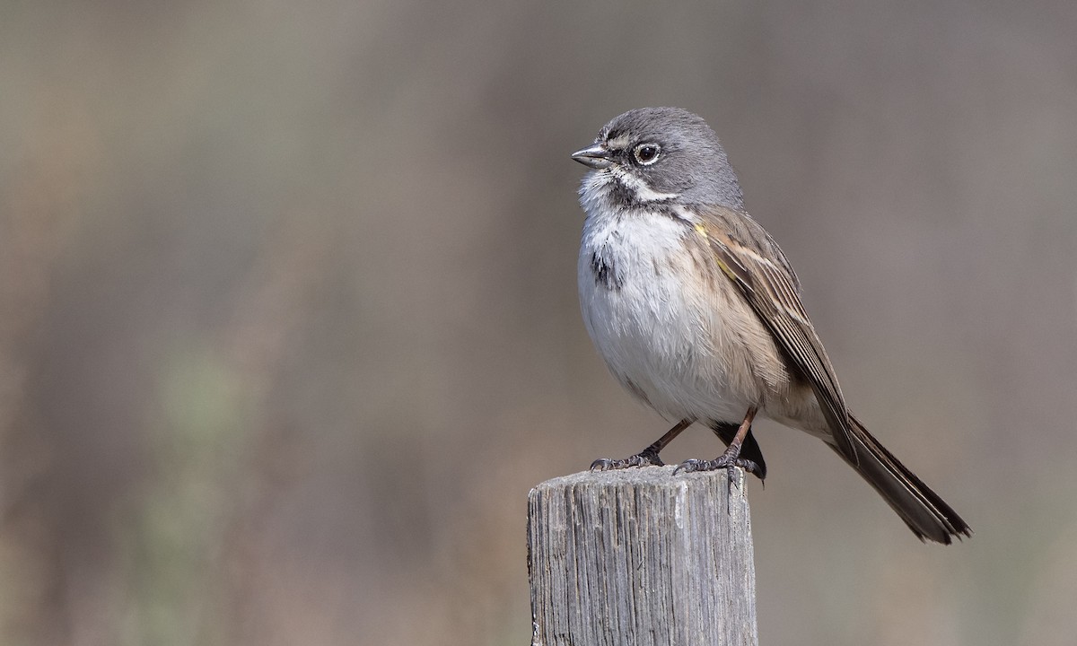 Bell's Sparrow (belli) - Paul Fenwick