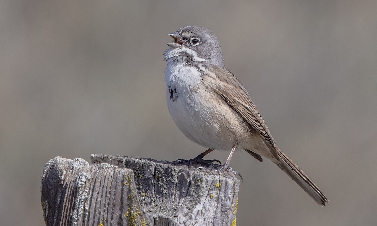 Bell's Sparrow (belli) - Paul Fenwick