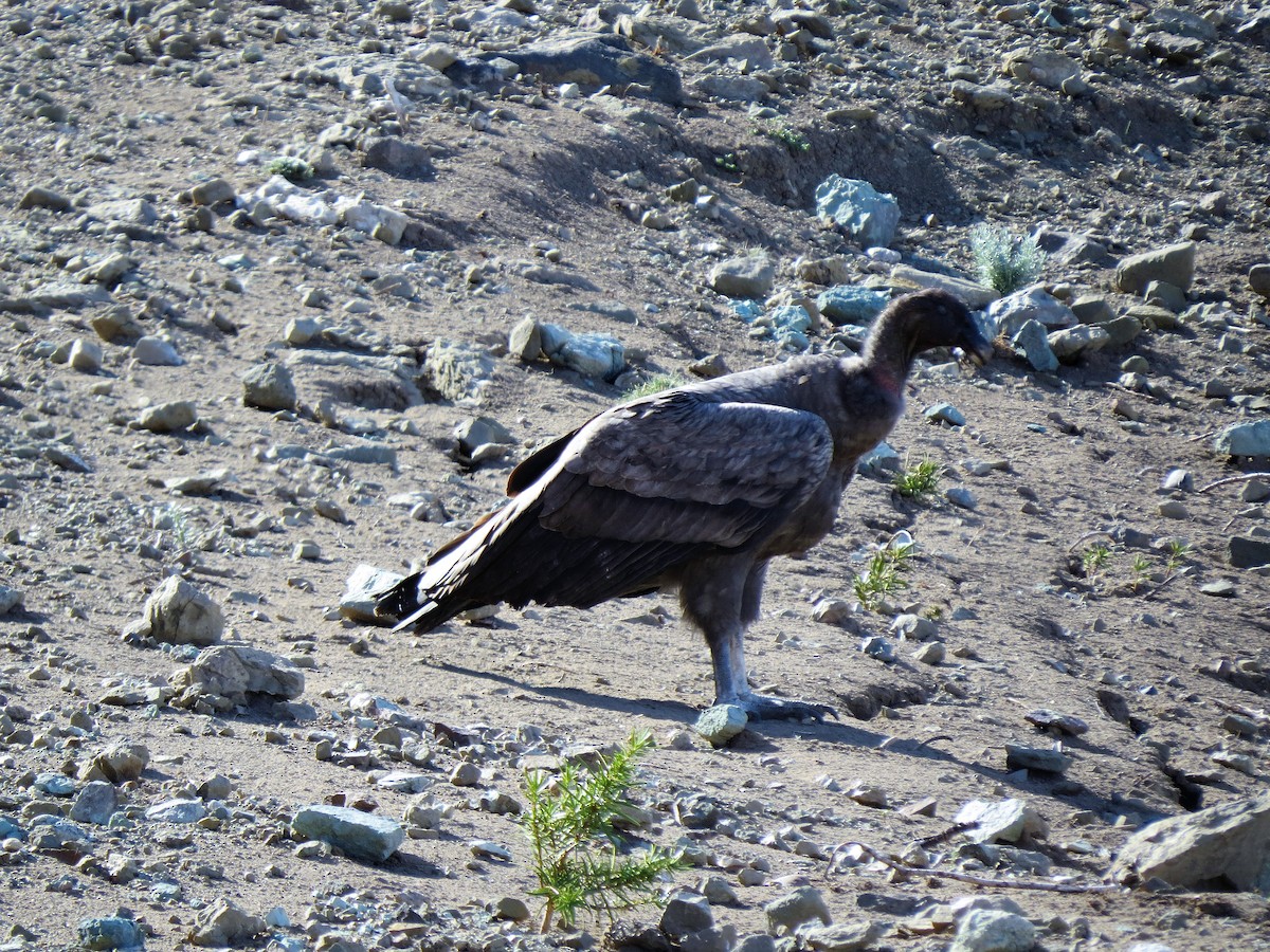 Condor des Andes - ML31502461