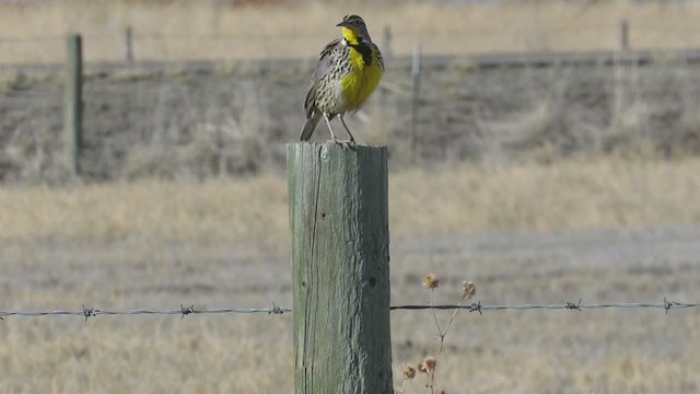 Western Meadowlark - ML315025821