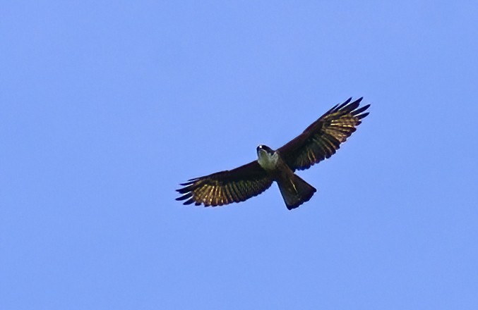 Rufous-bellied Eagle - ML315026371