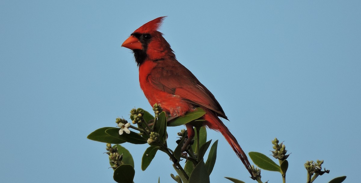 Cardinal rouge - ML31502641