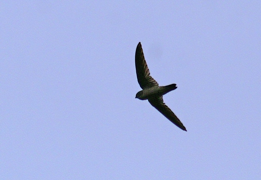 Waterfall Swift - Dave Bakewell