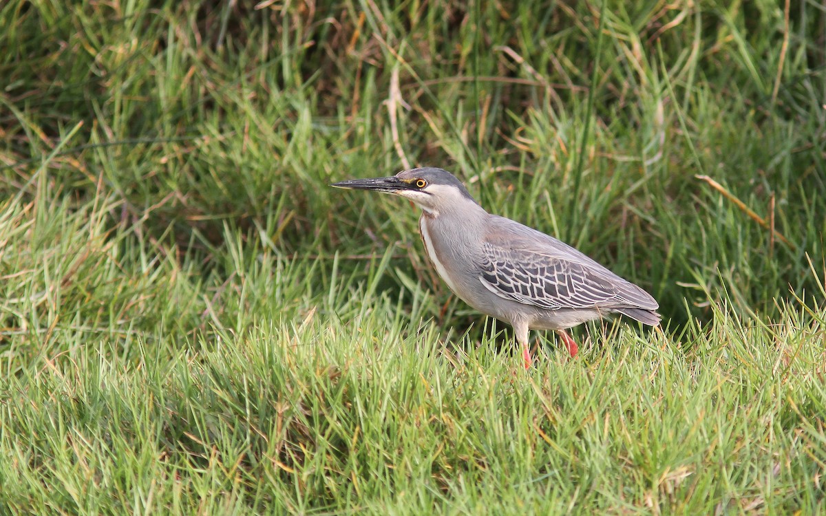 Striated Heron - ML315027421