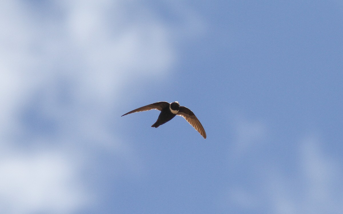 White-collared Swift - ML315027671