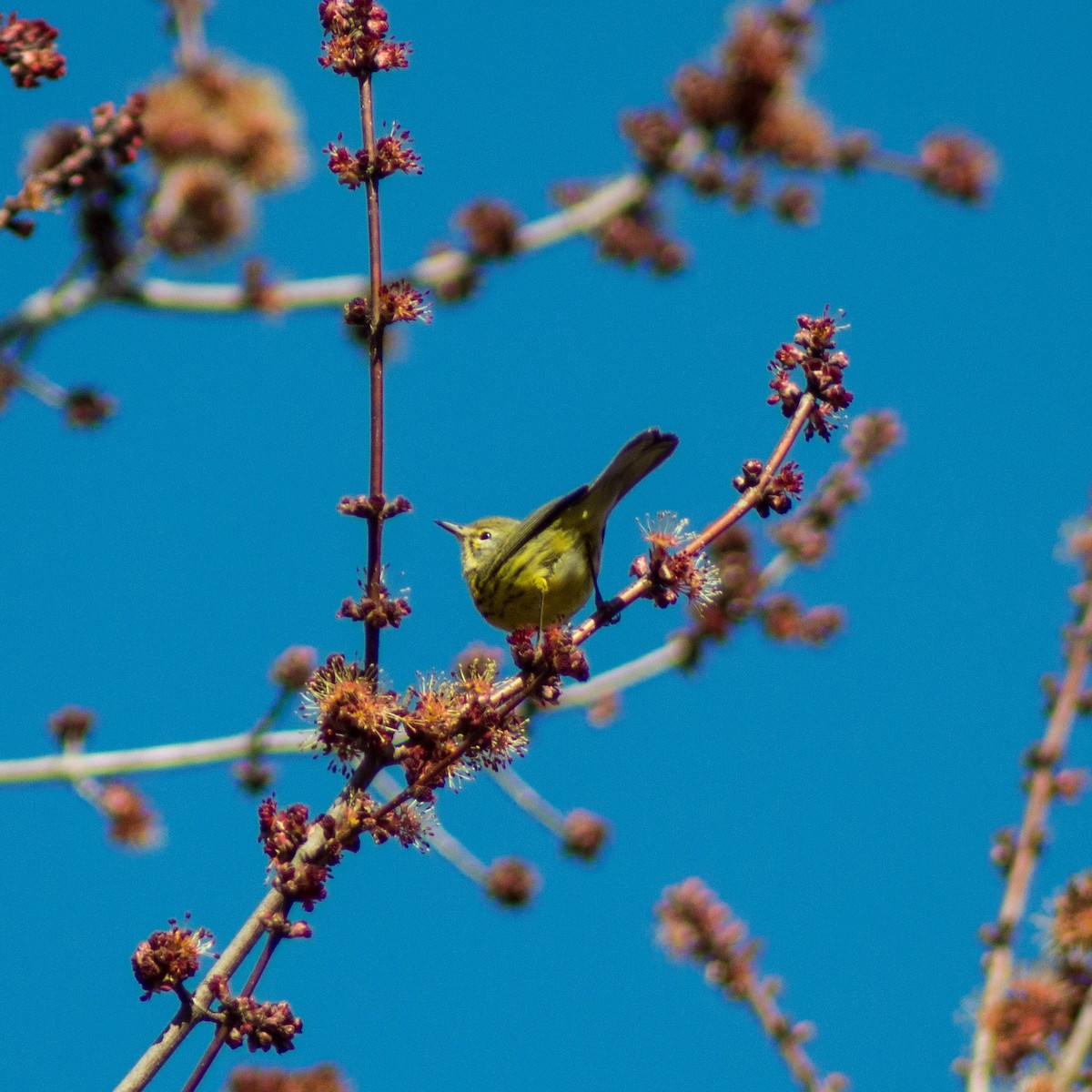 Prairie Warbler - ML315029211