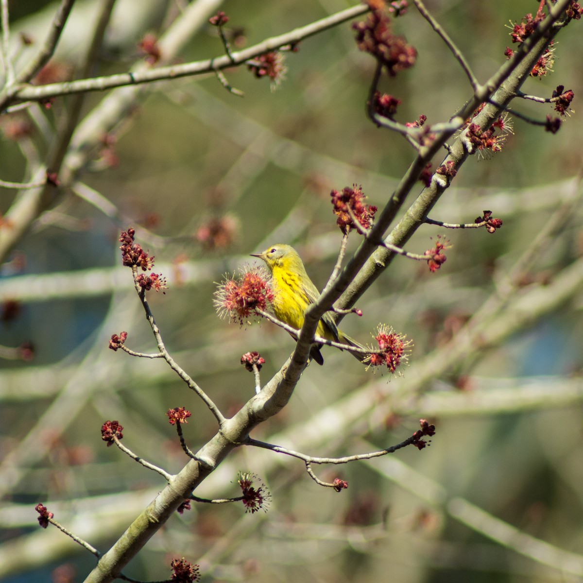Prairie Warbler - ML315029221