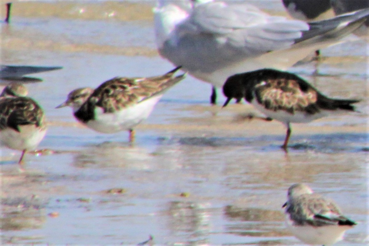 Ruddy Turnstone - ML315030421