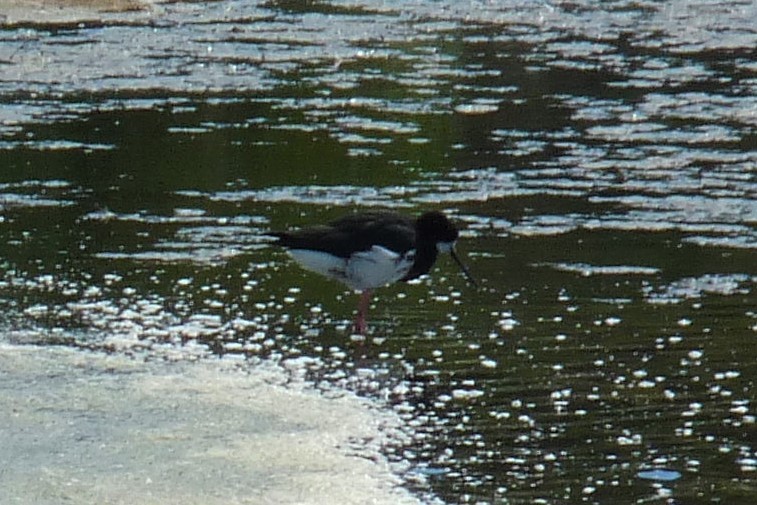 Pied x Black Stilt (hybrid) - ML315030891