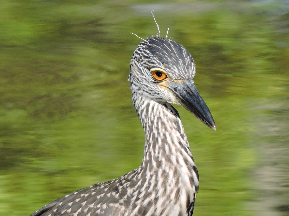 Yellow-crowned Night Heron - ML31503091