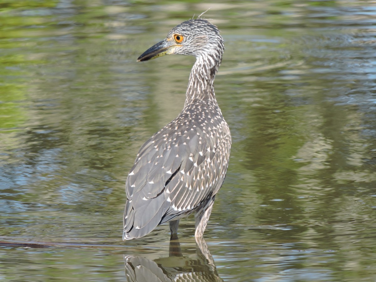 Yellow-crowned Night Heron - ML31503101