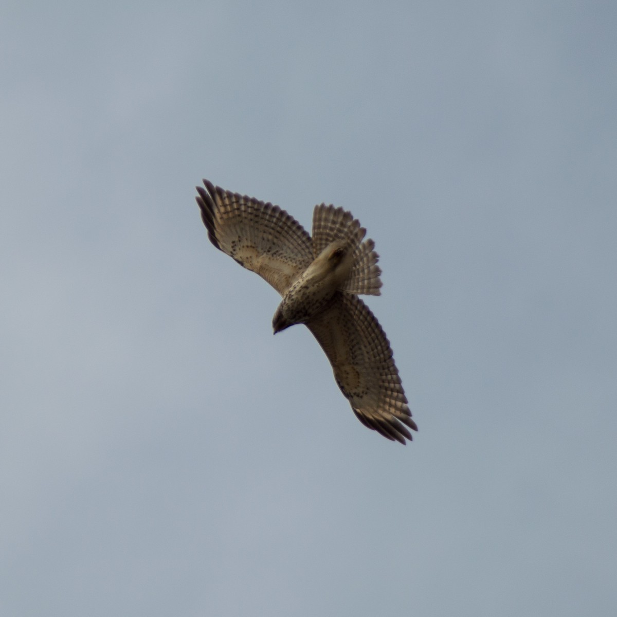 Red-shouldered Hawk - ML315032811