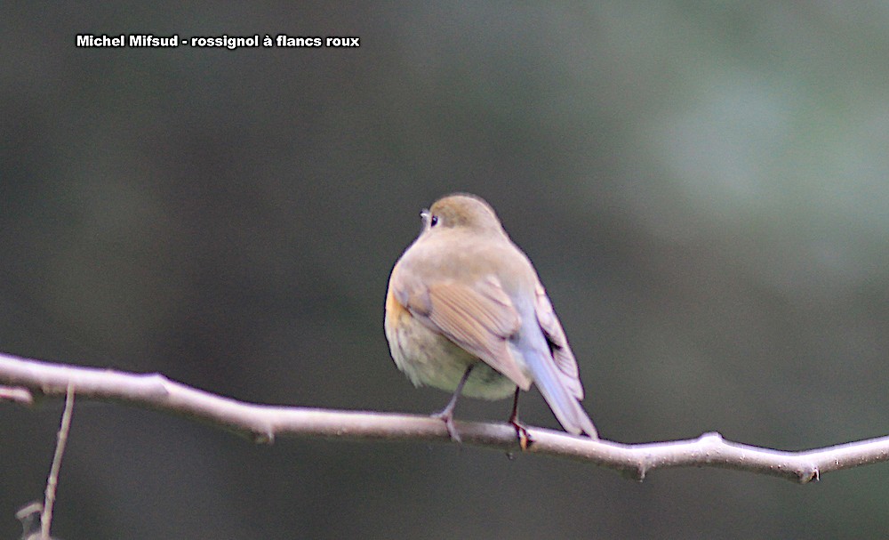 Red-flanked Bluetail - ML315032941