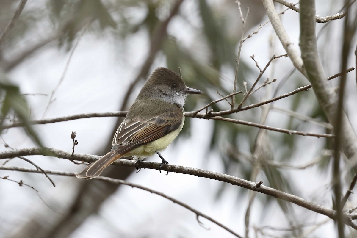 Dusky-capped Flycatcher - ML315033131