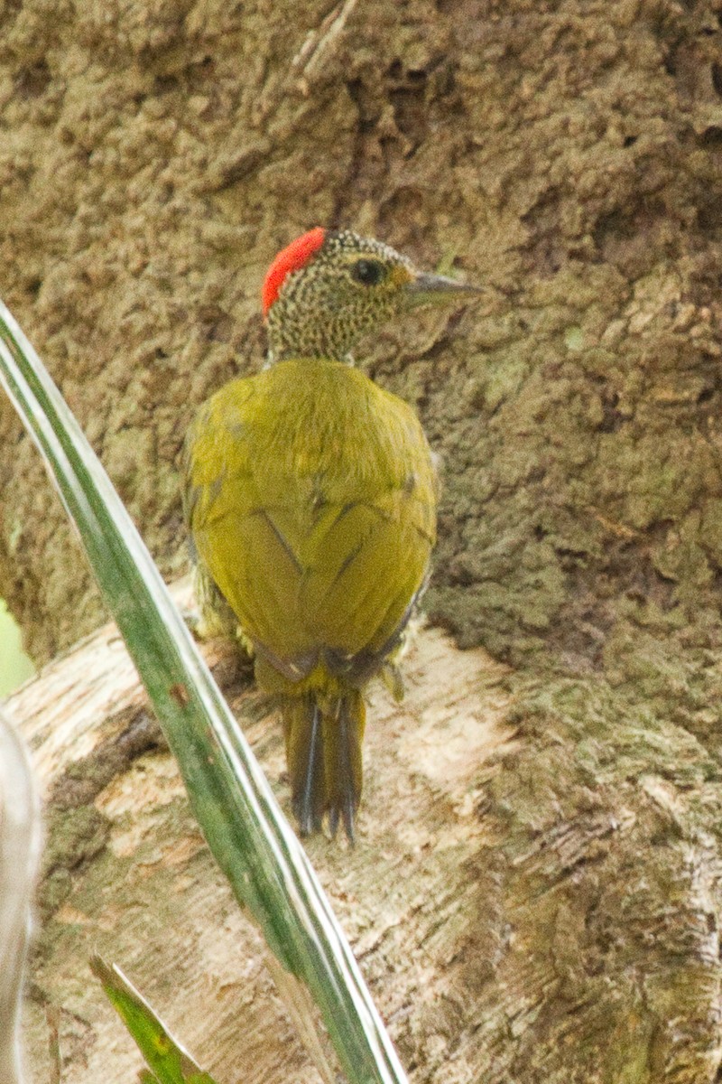 Green-backed Woodpecker (Plain-backed) - ML315033211