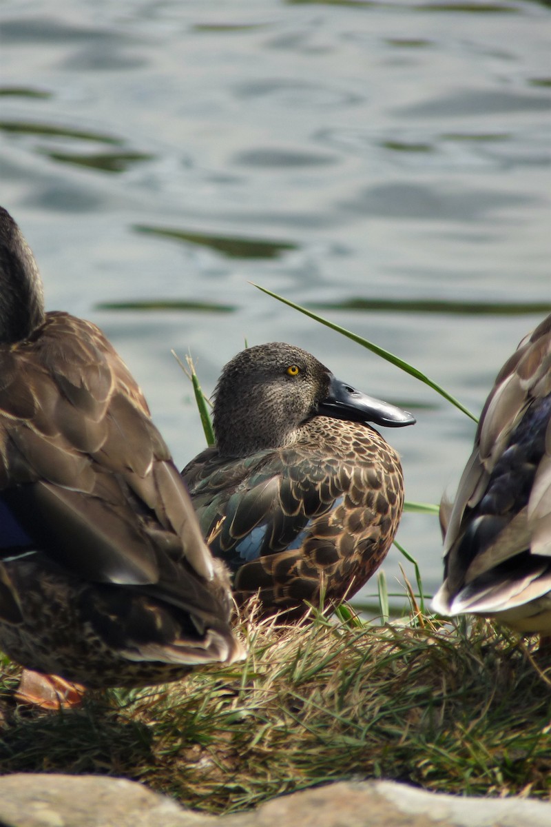 Australasian Shoveler - ML315033221