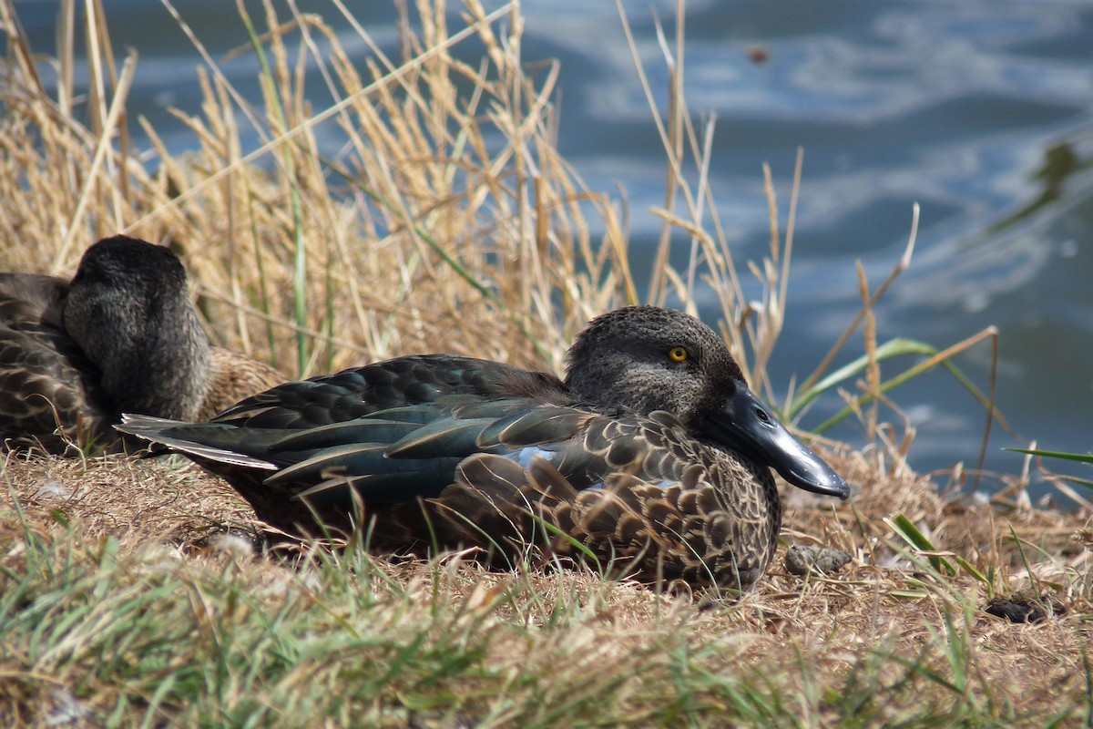 Australasian Shoveler - ML315033231
