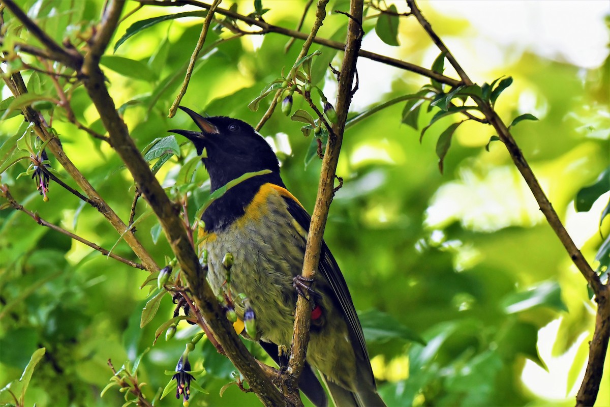 Stitchbird - Yi Ming（逸明） Chen（陳）