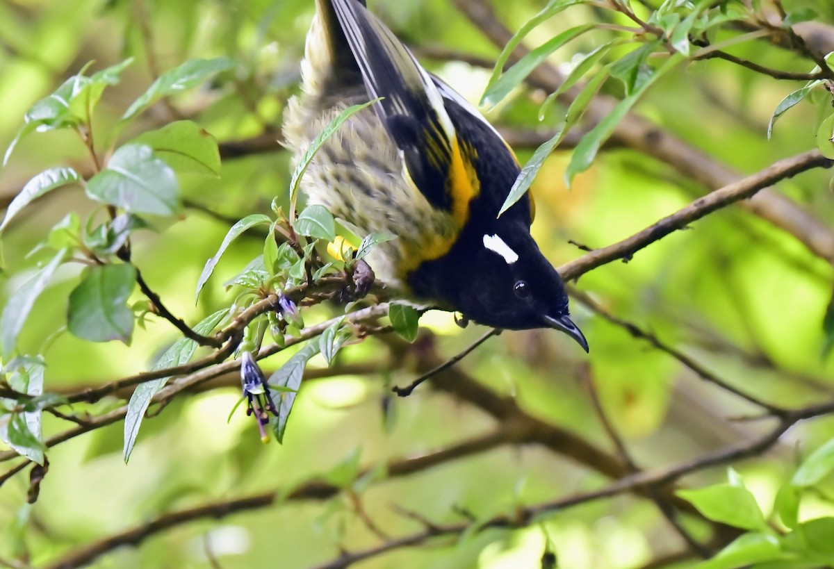 Stitchbird - Yi Ming（逸明） Chen（陳）