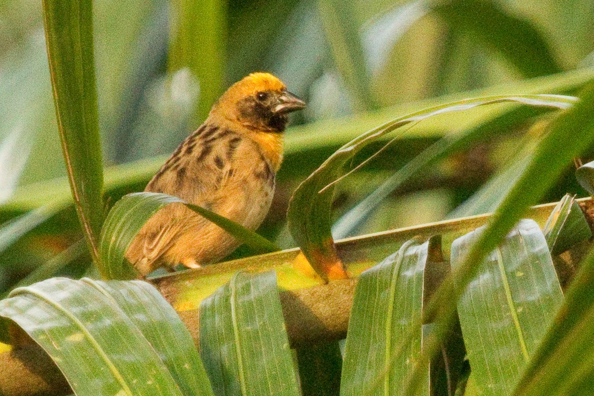 Bob-tailed Weaver - ML315035221