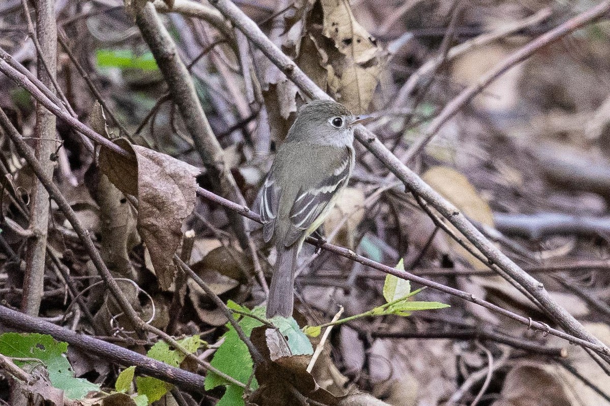 Mosquero Mínimo - ML315035731