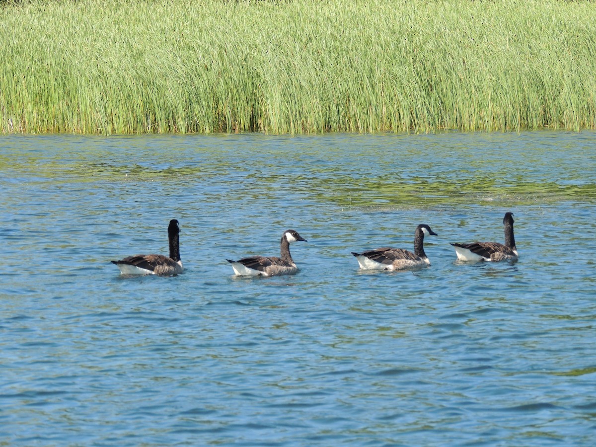Canada Goose - Melody Walsh