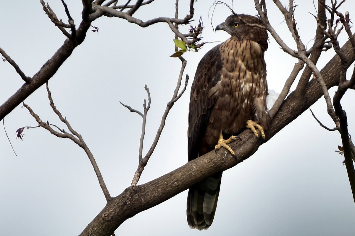 Oriental Honey-buzzard - Ananyaa Dobhal