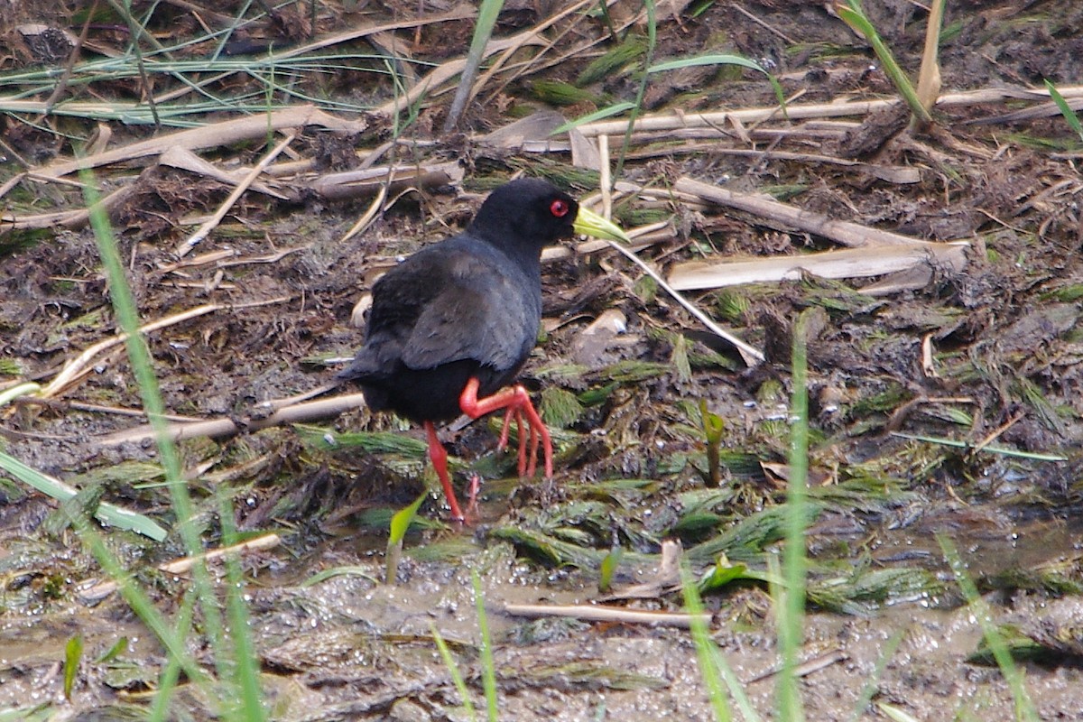 Black Crake - ML315038631