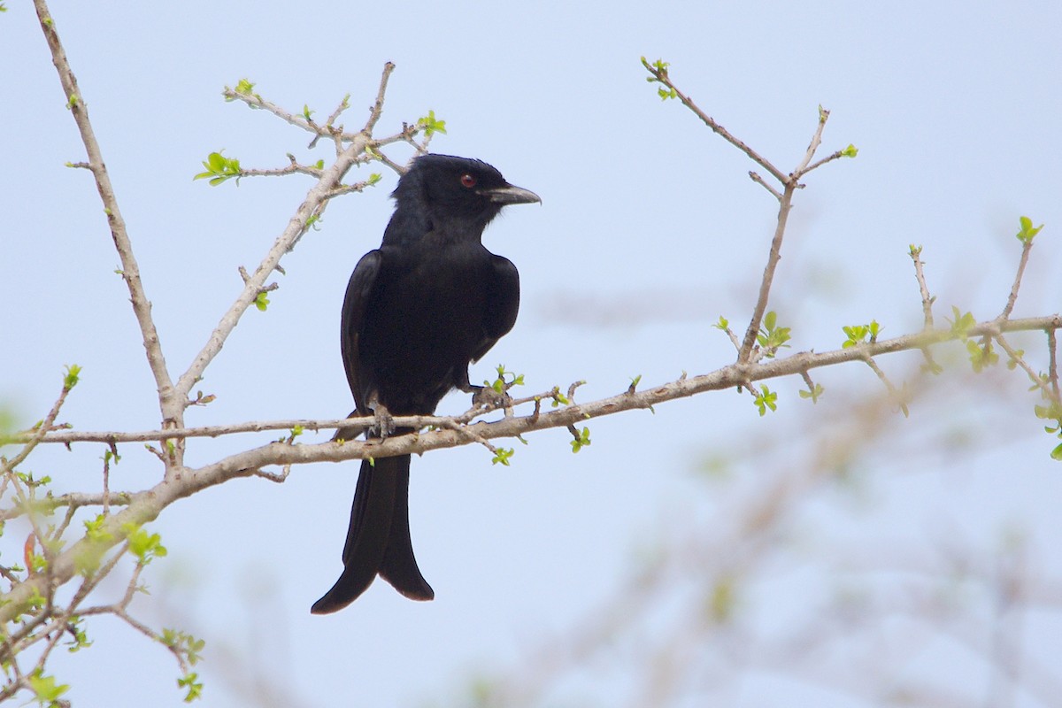 Fork-tailed Drongo - Chris Chafer