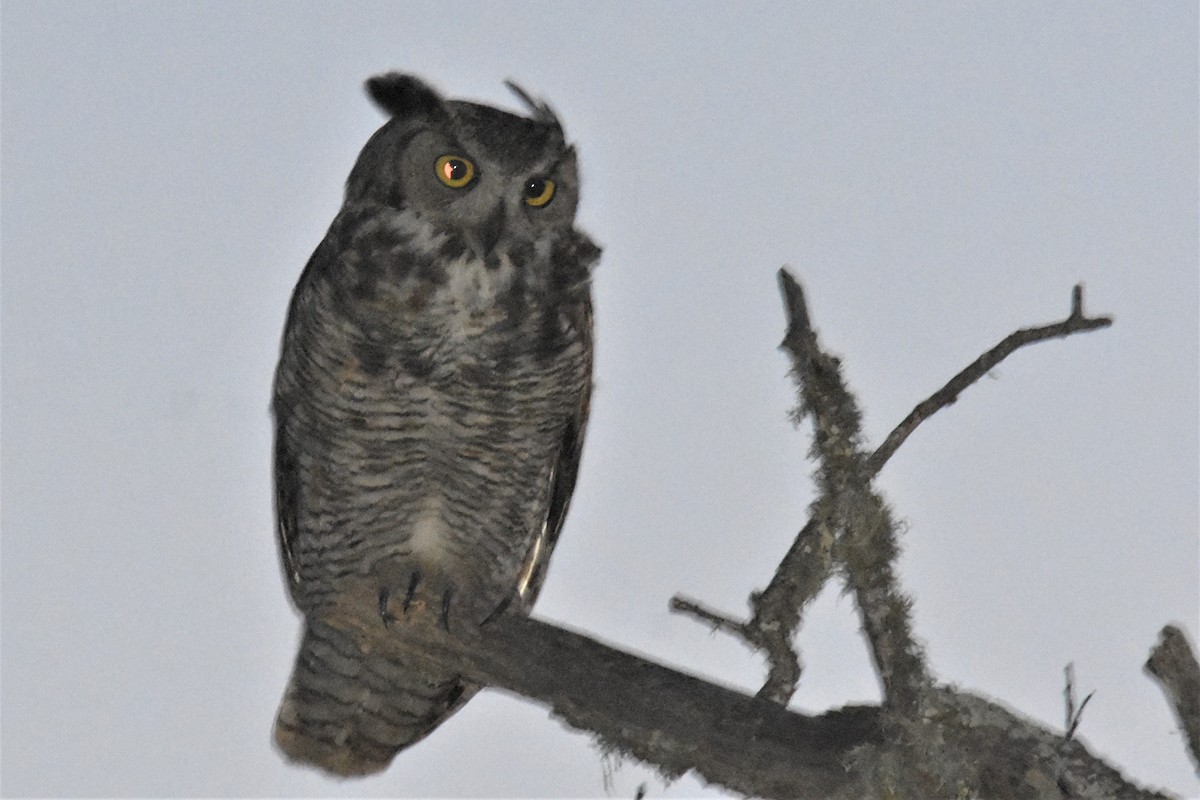 Great Horned Owl - ML315039681