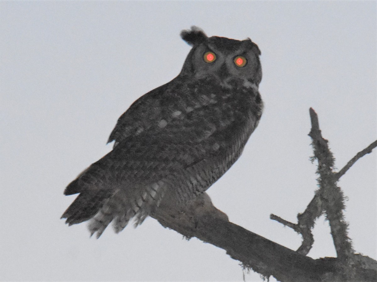 Great Horned Owl - ML315039731