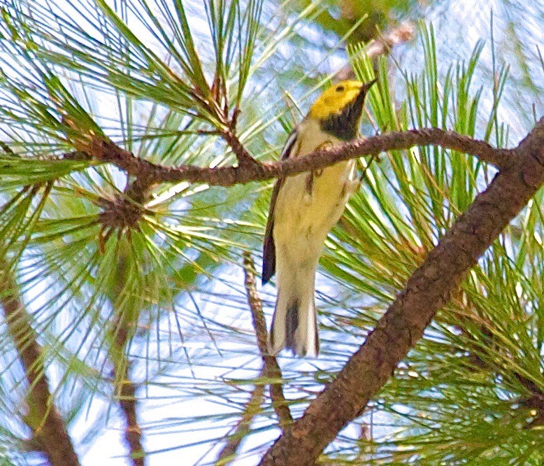 Paruline à tête jaune - ML31504011