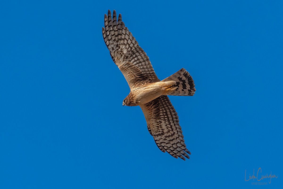 Northern Harrier - Linda Cunningham